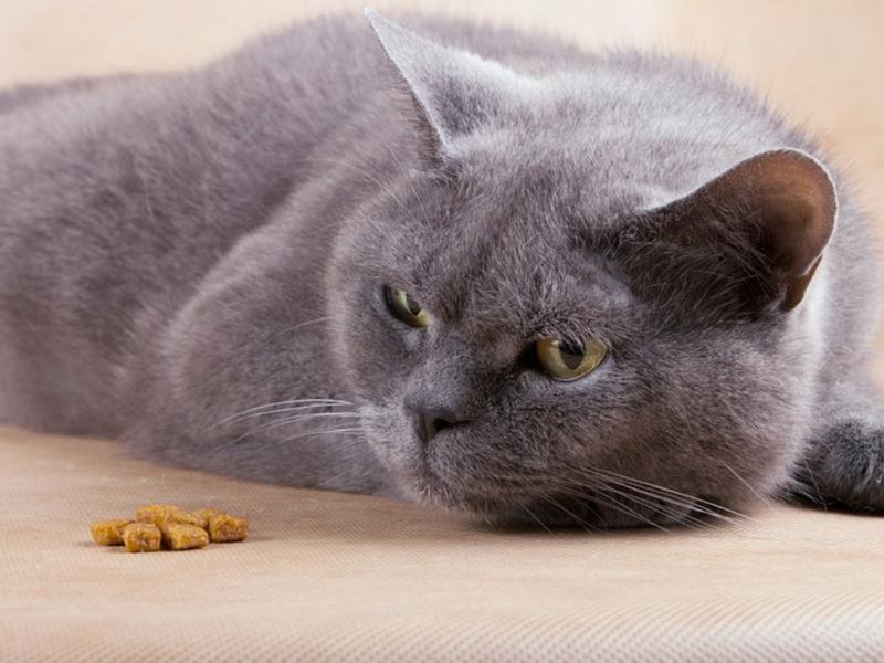 Як розпізнати, що ваша кішка захворіла: основні ознаки?